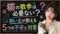 猫の散歩は必要ない？飼い主が抱える5つの不安と対策